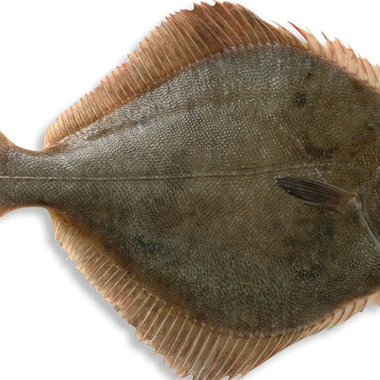 Collection image for: Flounders