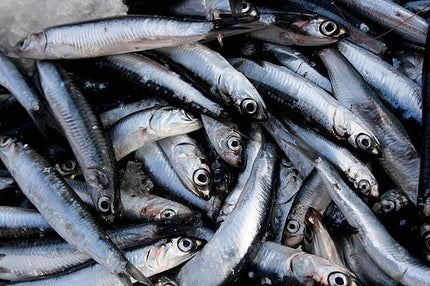 Ultralife Salted Anchovies Fishing Bait – 300g