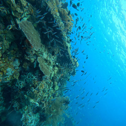 Northern Palawan Dive Adventure May 2027 – 26 Dives Philippines Holiday with NZDiver