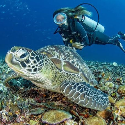 Northern Palawan Dive Adventure May 2027 – 26 Dives Philippines Holiday with NZDiver